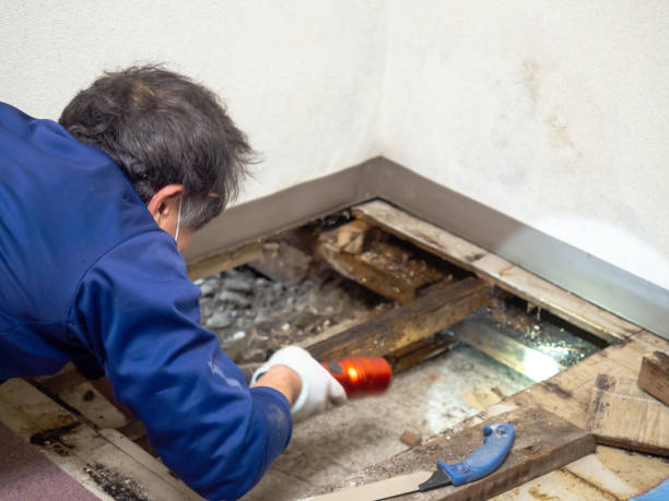 Best Crawl Space Mold Remediation in West Lafayette, IN