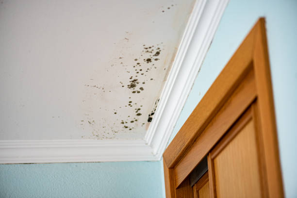 Best Commercial Mold Remediation in West Lafayette, IN