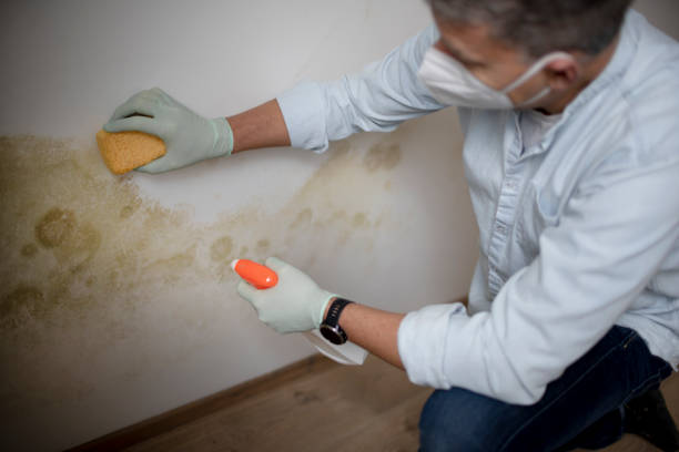Best Black Mold Remediation in West Lafayette, IN