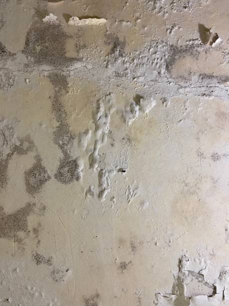Best Residential Mold Remediation in West Lafayette, IN