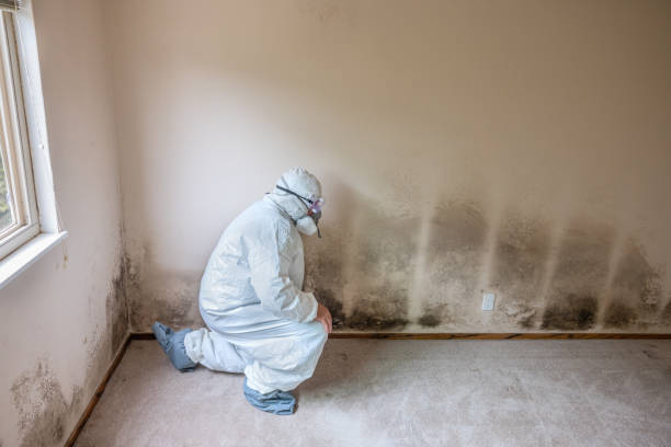 Best Insurance-Related Mold Remediation in West Lafayette, IN