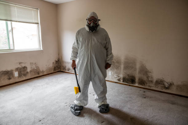 Best DIY Mold Remediation Support Services in West Lafayette, IN