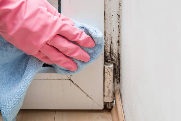 Best Attic Mold Remediation in West Lafayette, IN